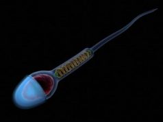 Pluripotent Kök Hücrelerinden Spermatogonya Üretimi: Erkek Kısırlığının Tedavisinde Yeni Bir Dönem Olabilir
