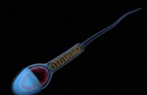 Spermler kansere karşı ilaç taşıyacak!