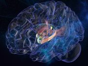 Amigdala’ya elektriksel uyarılar hafızayı artırabilir