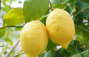 Limon neden vazgeçilmezdir?