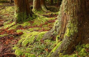 Alzheimer için iki yosun türü