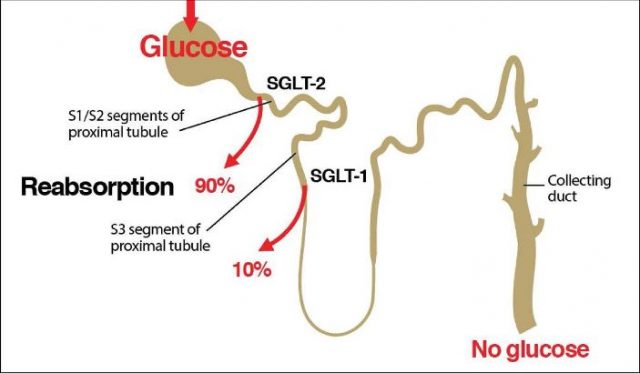 SGLT2 inhibitörleri