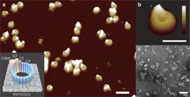 the membrane attack complex-mac