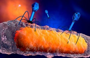 İlk Kez Genetiği Değiştirilmiş Virüsle Antibiyotik Dirençli Enfeksiyon Tedavi Edildi
