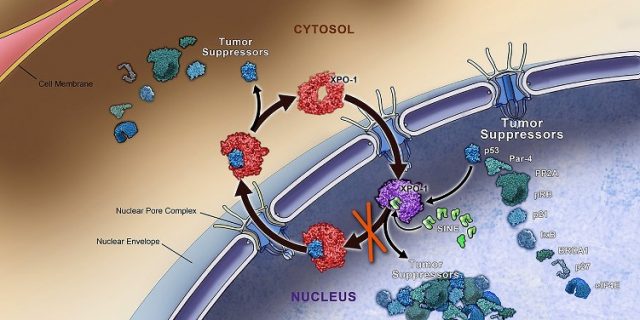 MS-XPO1-nuclear-export-protein
