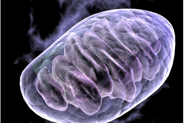 Image result for ribozom