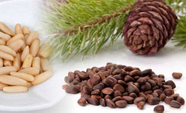 Pinus Pinea_çam_fıstığı
