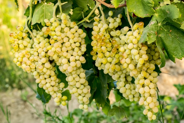 sultani_uzum