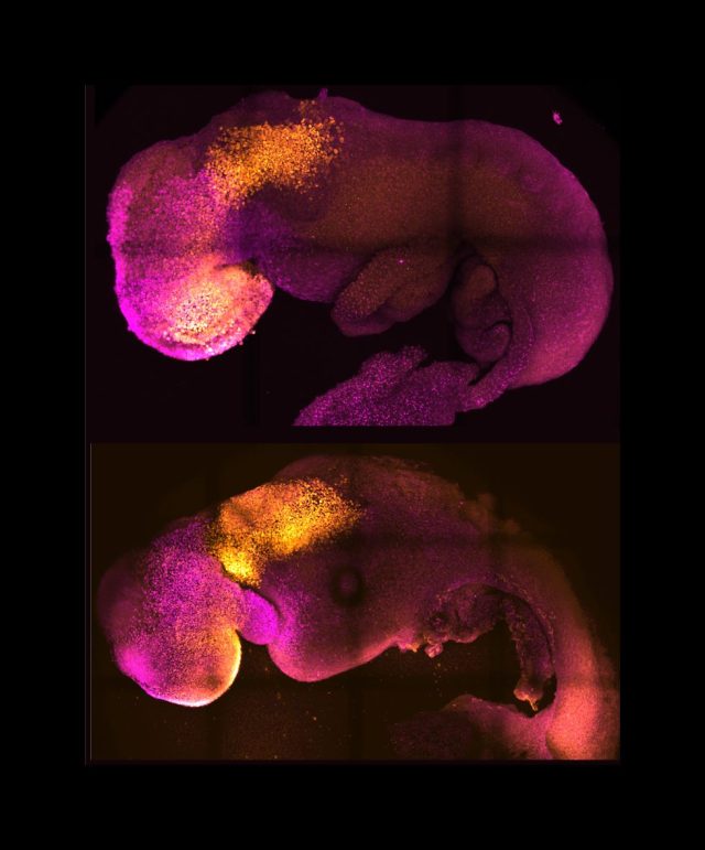 sentetik embryo