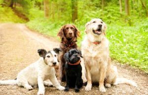 Köpeklerde E. Coli Süper Bakterilerini Yenmenin Sırlarını Nasıl Ortaya Çıkarıyor?