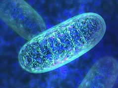 Tümör Hücreleri, Lenf Düğümü Yayılımını Kolaylaştırmak için Bağışıklık Hücrelerinden Mitokondri Çalıyor