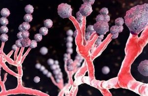 Alzheimer Proteininden Kanser Tedavisine Yeni Umut