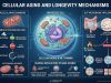 Tip 2 Diyabet İlacı Metforminin Yaşlanma Karşıtı Potansiyeli ve Geroscience Araştırmalarının Merkezindeki Yeri