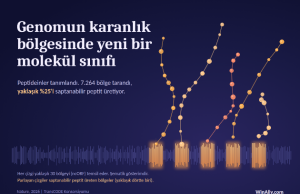 Genomun ‘Karanlık’ Bölgelerinde Yeni Bir Moleküler Sınıf